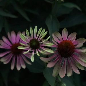 Meet your Posher, Lynn